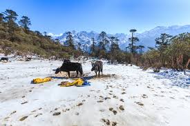 Gangtok Pelling  Darjeeling Tour