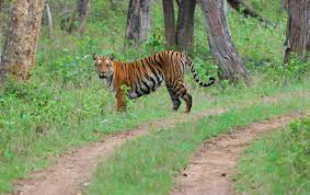 Short Escape To Bandipur Package