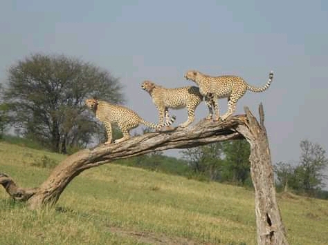 3 Days and 2 Nights in   Ruaha National Park