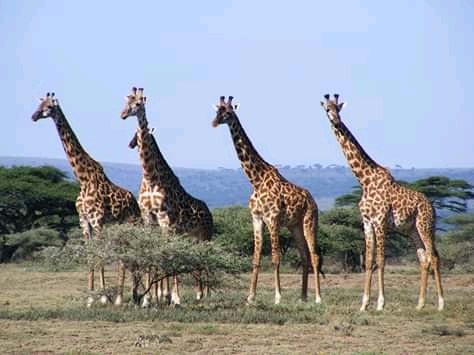 3 Days and 2 Nights in   Ruaha National Park