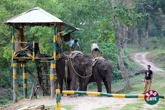 3 Night 4 Days Jungle Safari