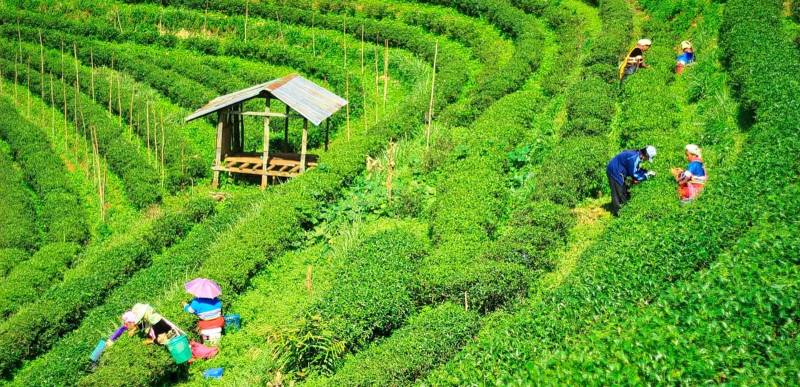 3 Night 4 Days  Bagdogra Airport  Darjeeling tour Package