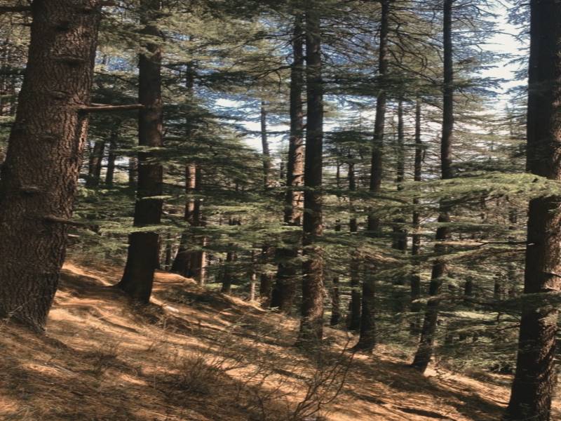 Climbing or Rappelling in Kasol and Explore Hidden Places