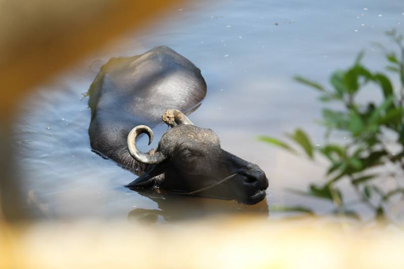 1 Day Safari in Ngorongoro Crater with Burigi Chato Safaris
