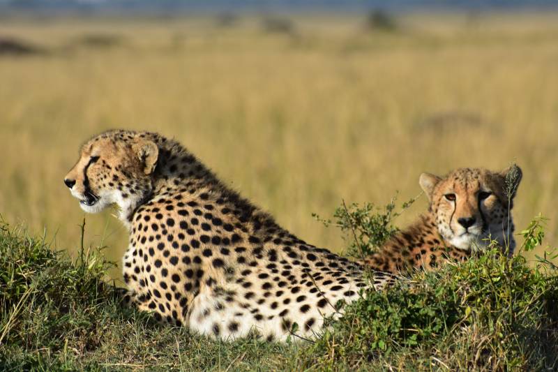 1 Day Safari in Ngorongoro Crater with Burigi Chato Safaris
