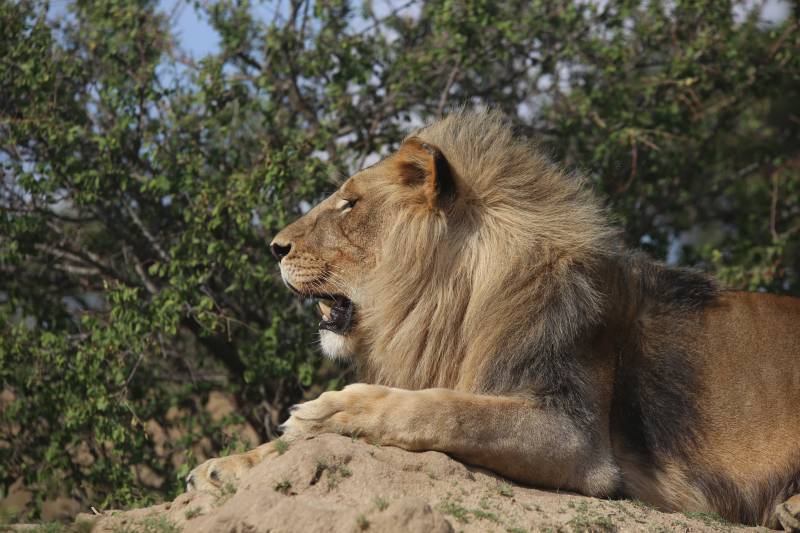 One Day Safari To Arusha National Park With Burigi Chato Safaris