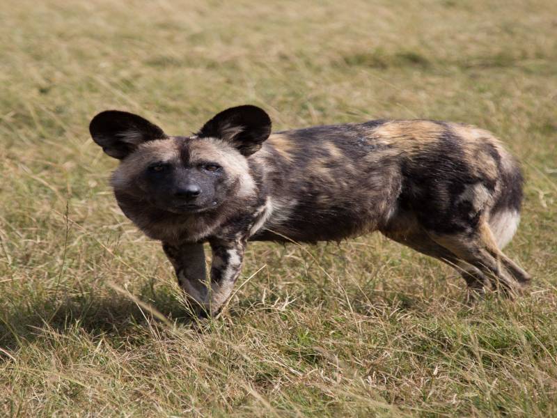 One Day Safari to Arusha National Park with Burigi Chato Safaris