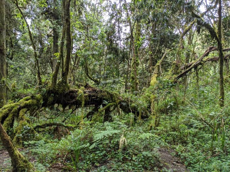 6 Days Marangu Route - Mount Kilimanjaro Climbing | Hiking | Trekking