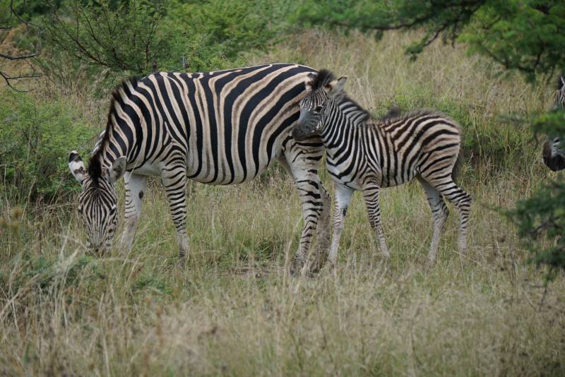 1 Day Safari in Ngorongoro Crater with Burigi Chato Safaris