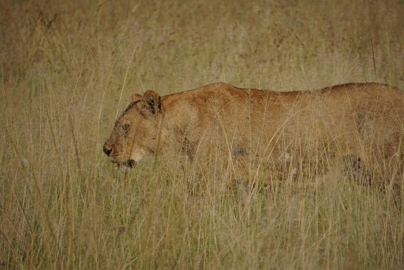 1 Day Safari in Ngorongoro Crater with Burigi Chato Safaris
