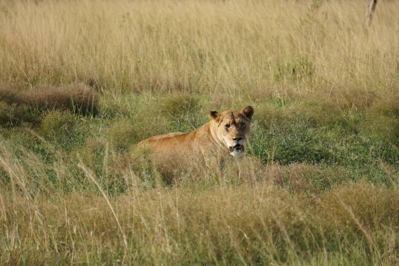1 Day Safari in Ngorongoro Crater with Burigi Chato Safaris