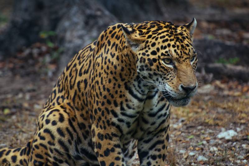 1 Day Safari in Ngorongoro Crater with Burigi Chato Safaris