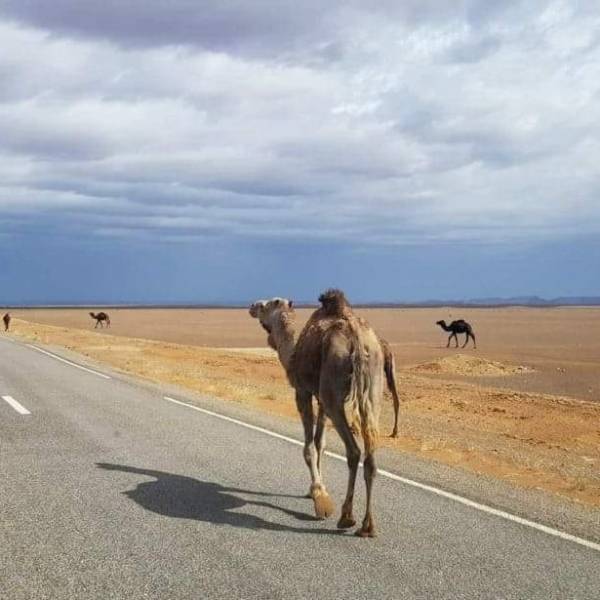 Viagem 10 Dias de Casablanca,Deserto Do Saara E Cidades Imperiais
