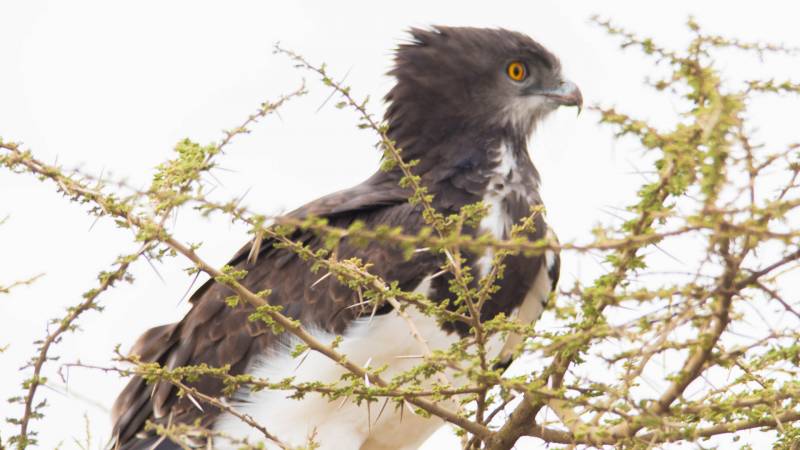 3 Days Tanzania Lodge Safari