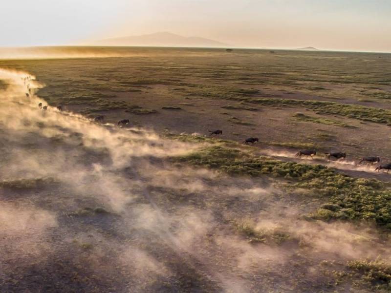 The Great Migration Safari