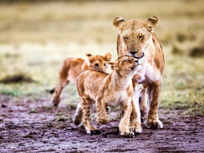 The Great Migration Safari