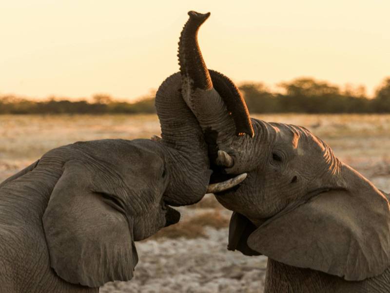 The Great Migration Safari