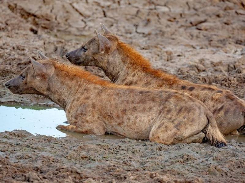 The Great Migration Safari