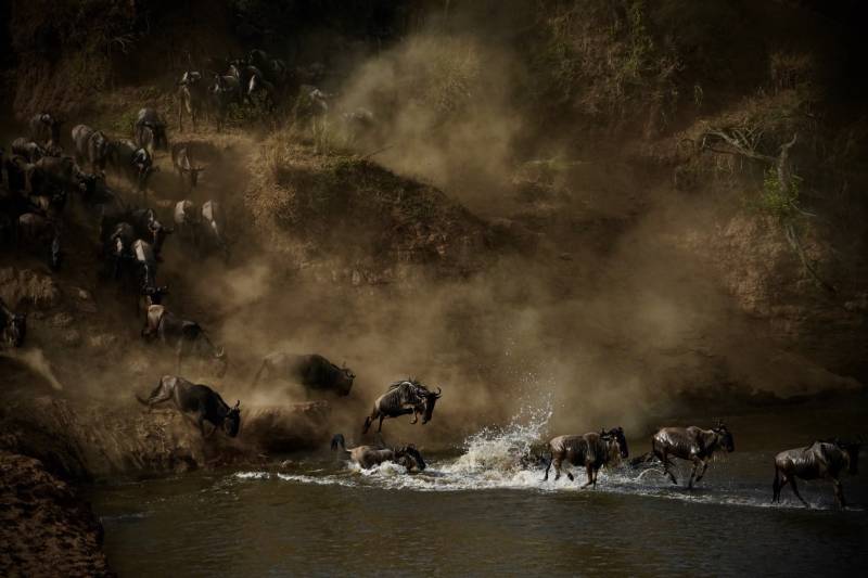 The Great Migration Safari