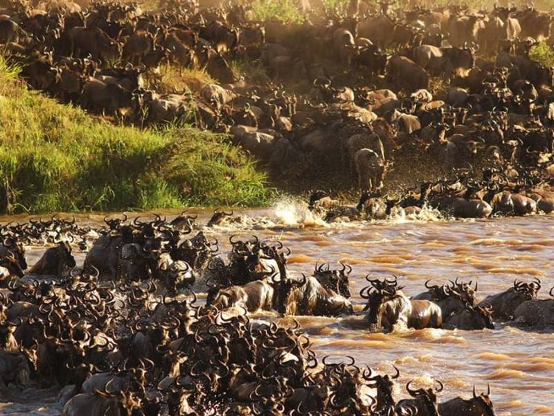 The Great Migration Safari