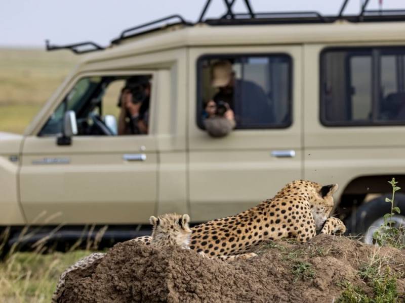 The Great Migration Safari