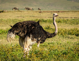 3 Days Short Safari to Tarangire, Ngorongoro Crater and Lake Eyasi