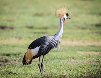 3 Days Short Safari to Tarangire, Ngorongoro Crater and Lake Eyasi