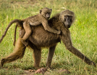 3 Days Short Safari to Tarangire, Ngorongoro Crater and Lake Eyasi