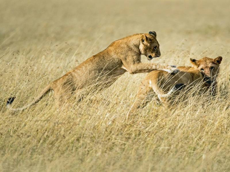 Full-Day Trip to Tarangire National Park