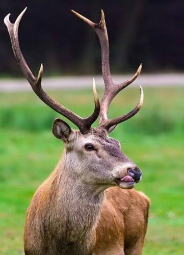 Jim Corbett National Park Short Tour