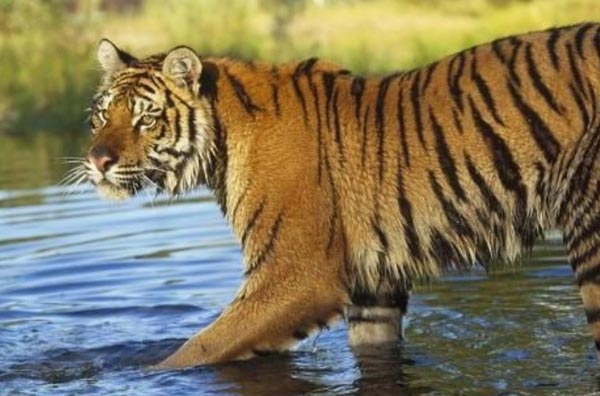 Golden Triangle Tour with Ranthambore