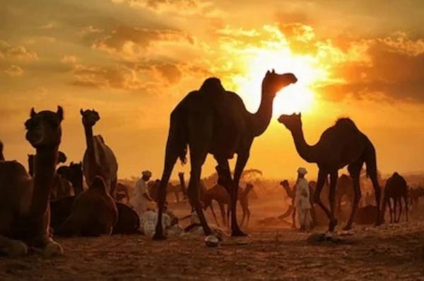 Golden Triangle Tour with Jim Corbett National Park