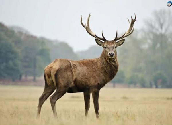 Golden Triangle Tour with Jim Corbett National Park