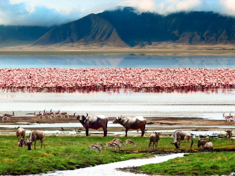 4 Days High-End Tanzania Safari Tour