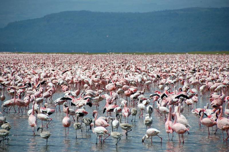 6 Days Kenya Encounters With The Big Five Safari Tour