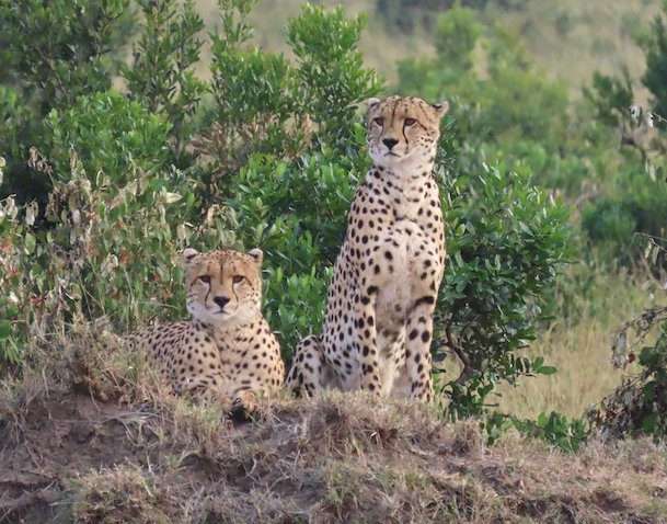8 Days Mid Range Wonders Of Kenya And Tanzania Safari Tour