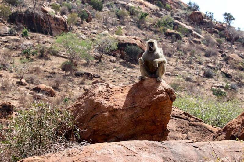 9 Days Taste Of Kenya Famous Parks Safari Tour