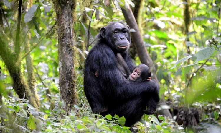8 Days Uganda Luxury And Big Five Wildlife Safari Tour