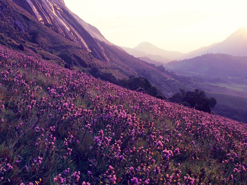 Munnar Tour 1 Night / 2 Days