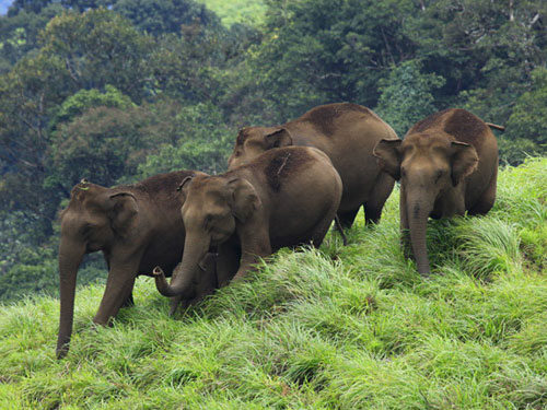 Munnar Tour 1 Night / 2 Days