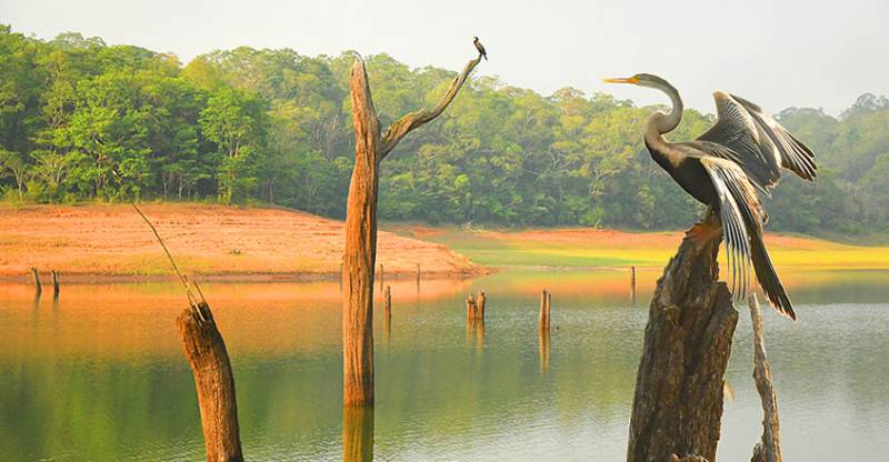 Thekkady Tour 1 Night / 2 Days