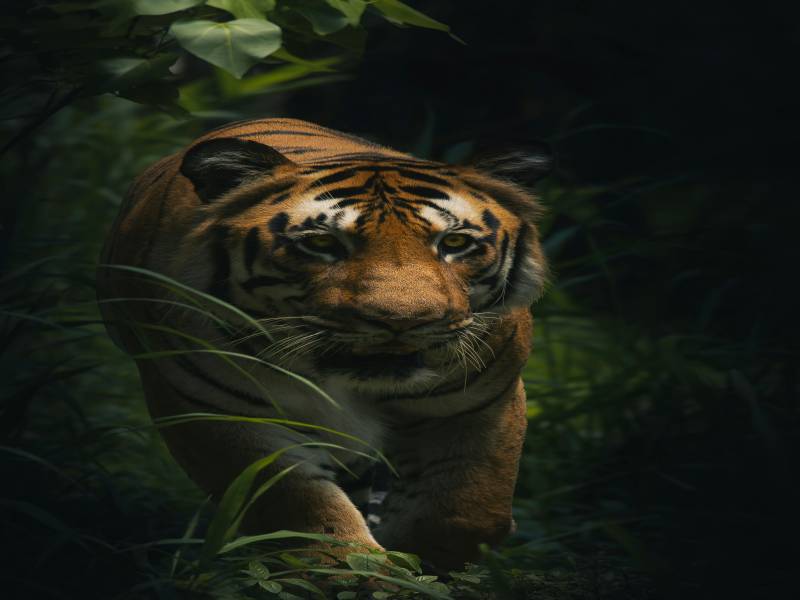 SRI LANKA 5 Nights 6 Days