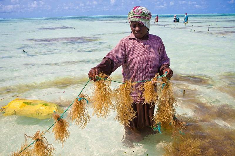 Private Tour Sea Weed Farming Tour