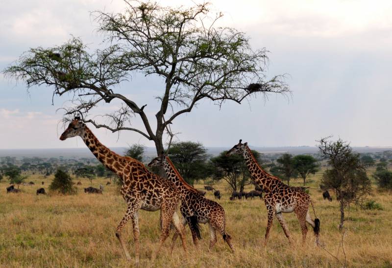 Tanzania Immersion - Northern Circuit Tour