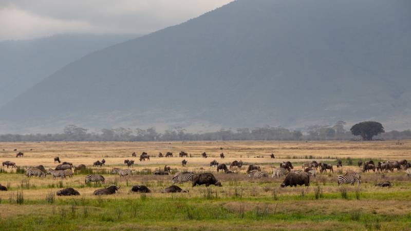 Tanzania Immersion - Northern Circuit Tour