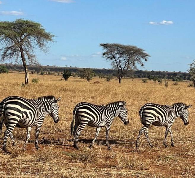 Tarangire Day Trip