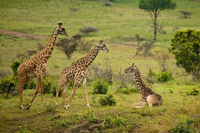 4 Day Serengeti And Ngorongoro Crater Taste Of Tanzania Tour Image