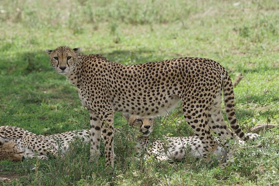 Luxury Tanzania Safari covering Serengeti, Ngorongoro, Tarangire and Lake Manyara