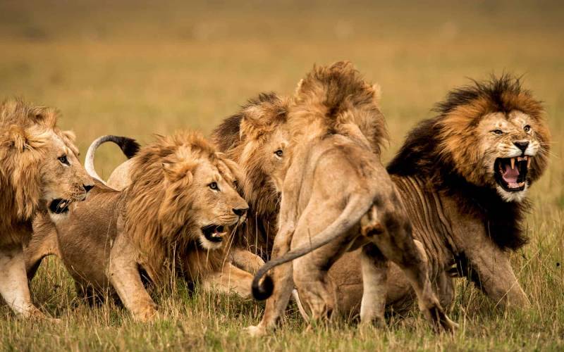 Luxury Tanzania Safari covering Serengeti, Ngorongoro, Tarangire and Lake Manyara