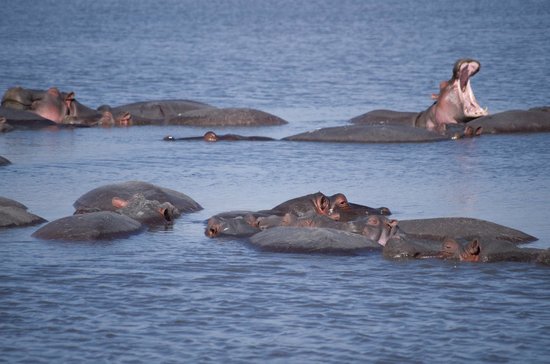 Luxury Tanzania Safari covering Serengeti, Ngorongoro, Tarangire and Lake Manyara